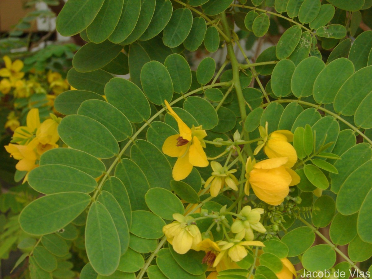 Senna surattensis (Burm.f.) H.S.Irwin & Barneby